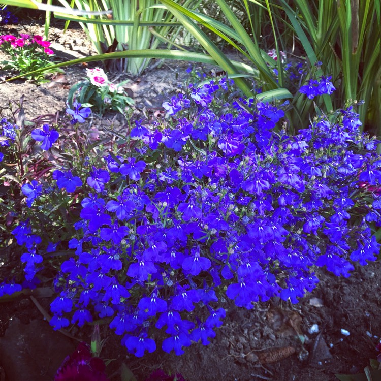 plant image 670275