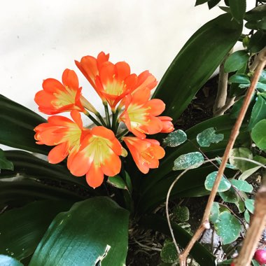 Clivia miniata