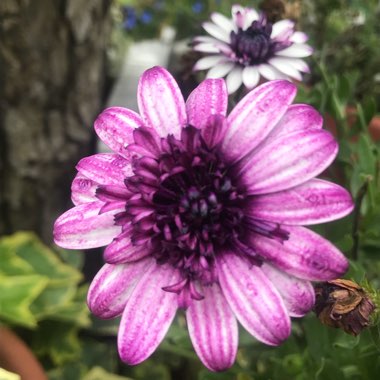 Gazania