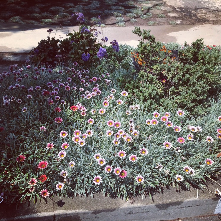 Plant image Gazania rigens 'Purple'