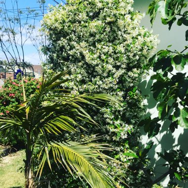 Trachelospermum jasminoides