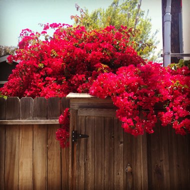 Bougainvillea