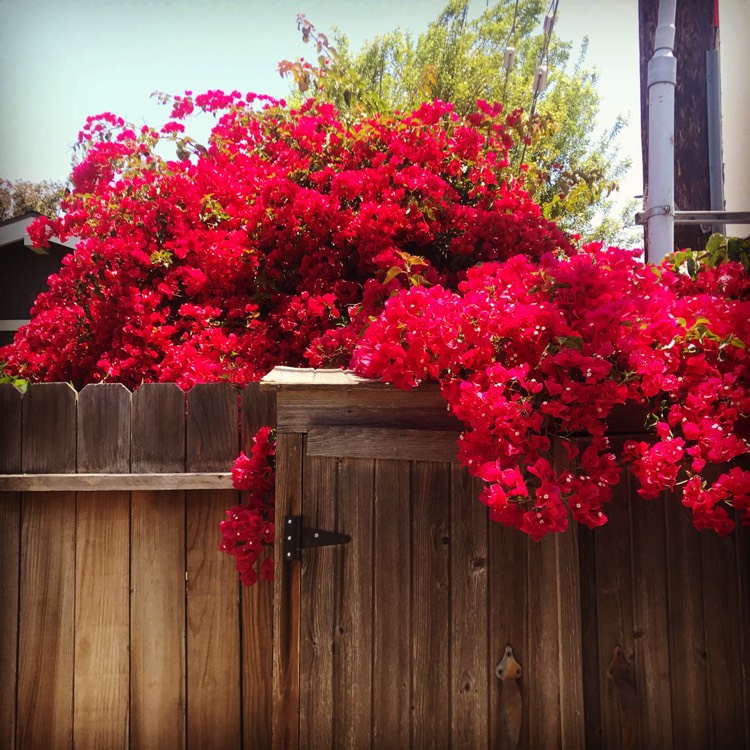 plant image 740673