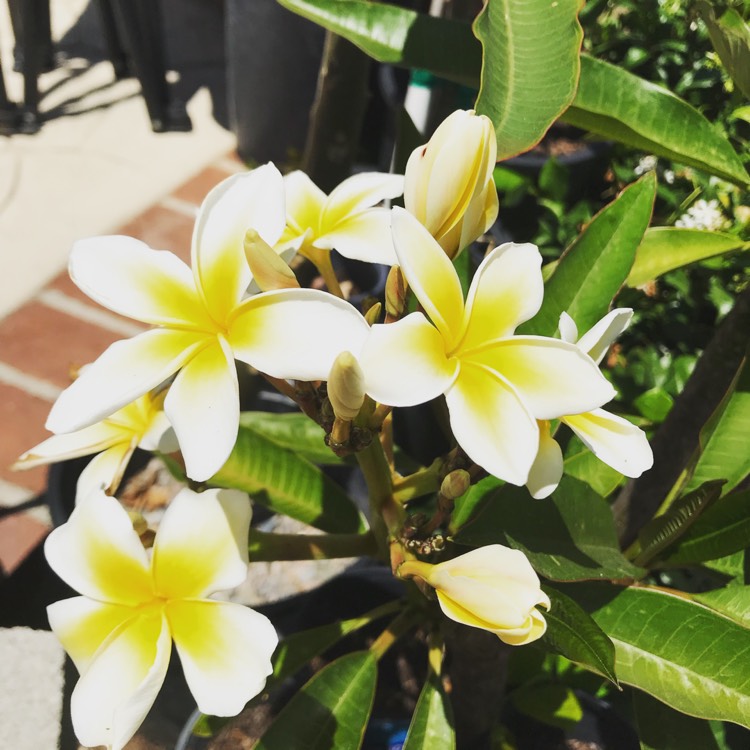 Plant image Plumeria