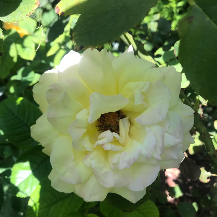 plant image 797824 plant image 797824