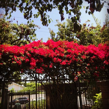 Bougainvillea