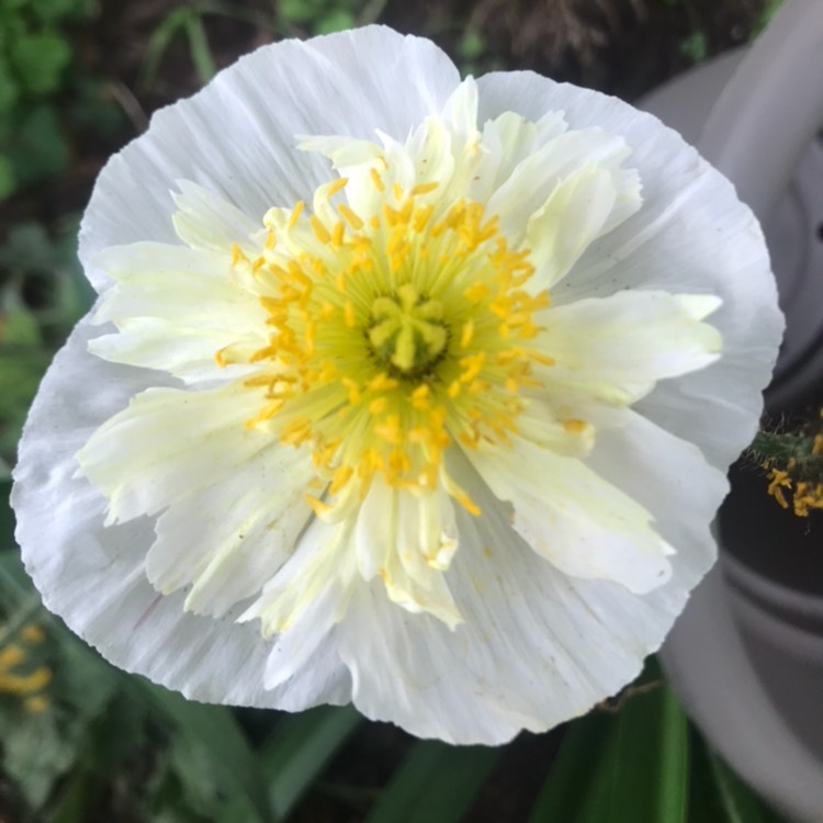 plant image 874949