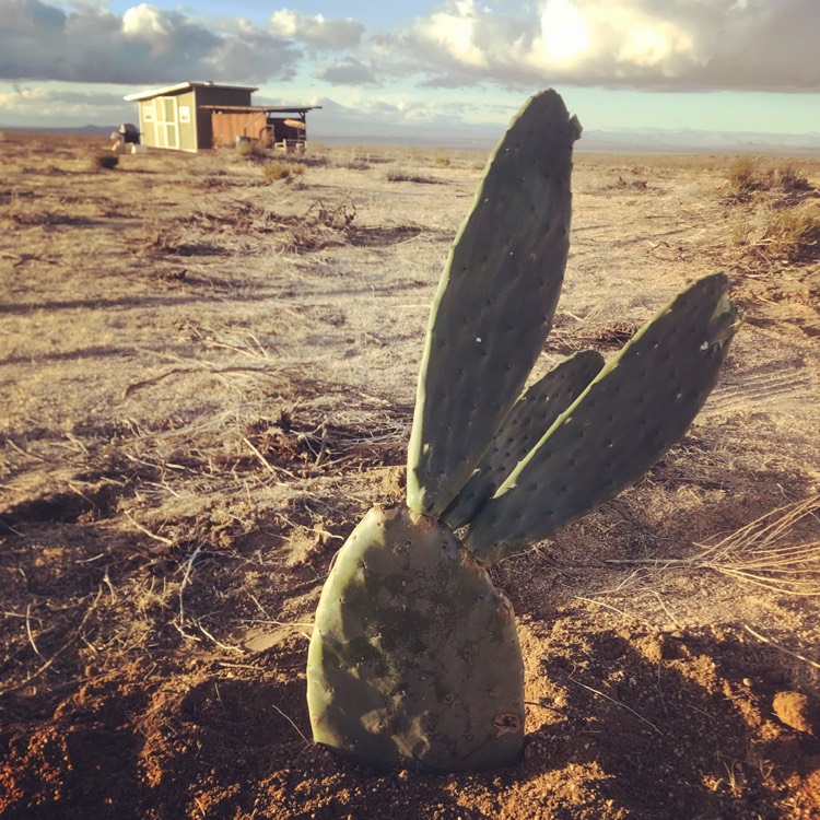 Plant image Opuntia