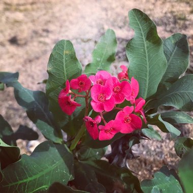 Euphorbia milii