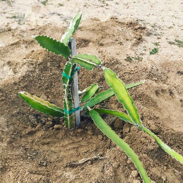 Plant image Hylocereus undatus