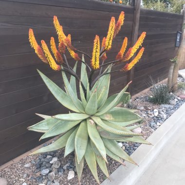 Aloe