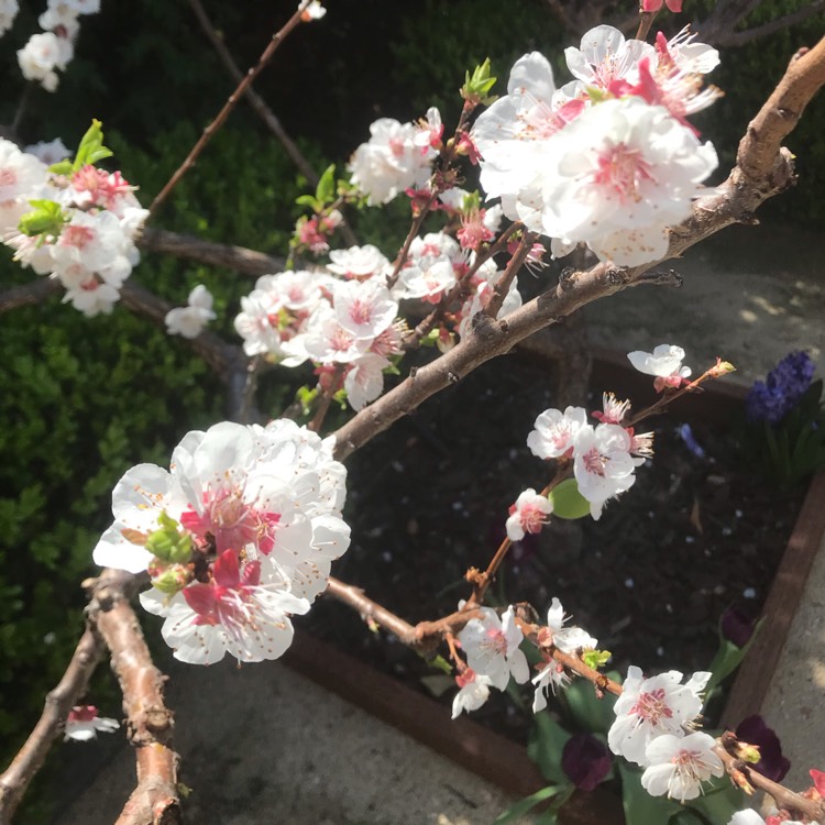 Plant image Prunus armeniaca