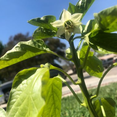 Capsicum 'Californian Wonder'