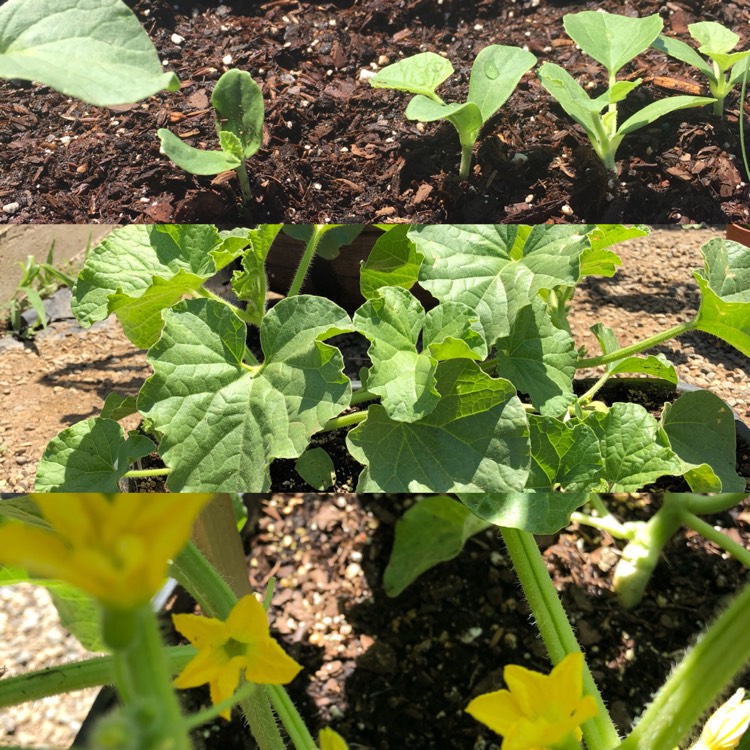 plant image 806210