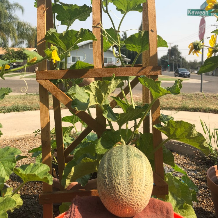 Plant image Cucumis melo var. cantalupensis 'Hale's Best Jumbo'