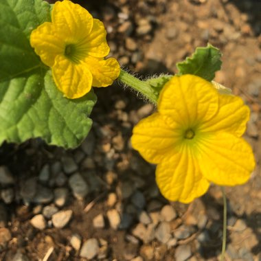 Cucumis melo var. cantalupensis 'Hale's Best Jumbo'