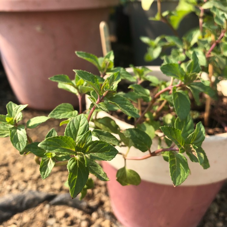 Plant image Mentha arvensis