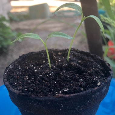 Capsicum 'Californian Wonder'
