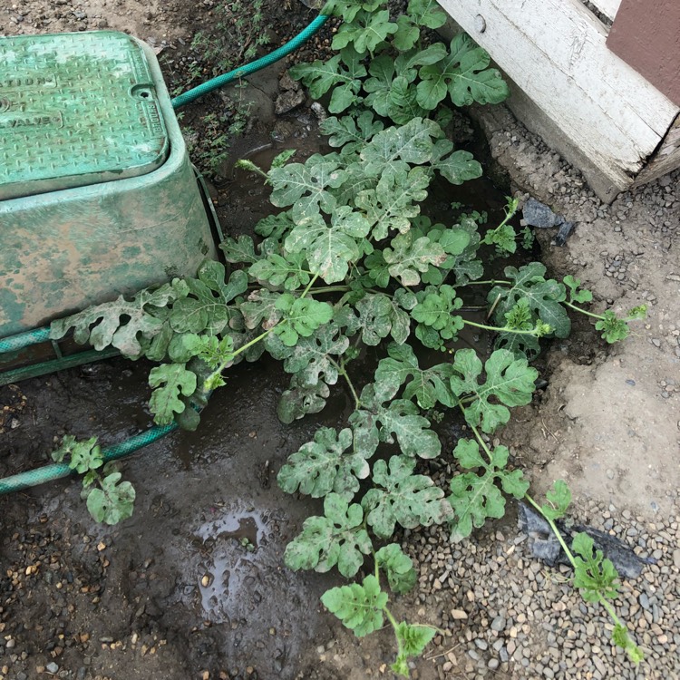 plant image 818826 plant image 818826
