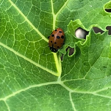 Cucurbita