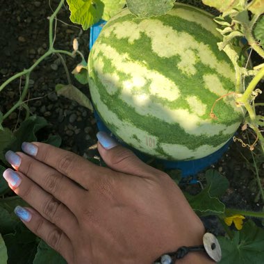 Citrullus Lanatus 'Crimson Sweet'