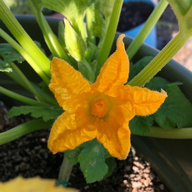 Cucurbita