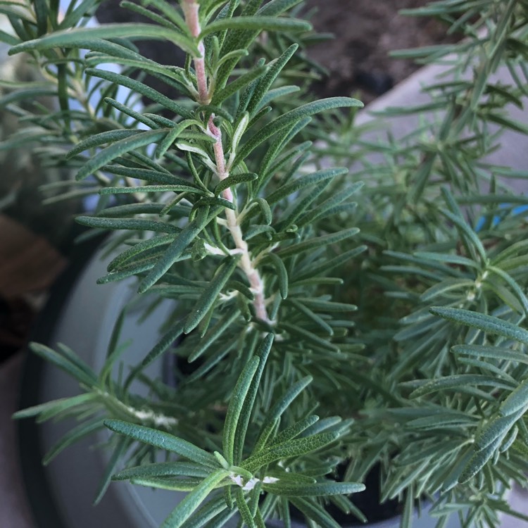 plant image 851463