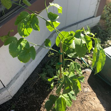 Passiflora