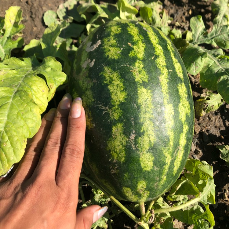 Plant image Citrullus Lanatus