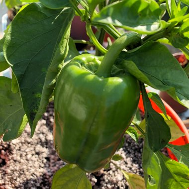 Capsicum 'Californian Wonder'