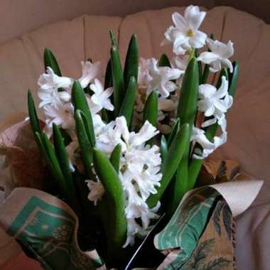 Hyacinth 'White Festival'