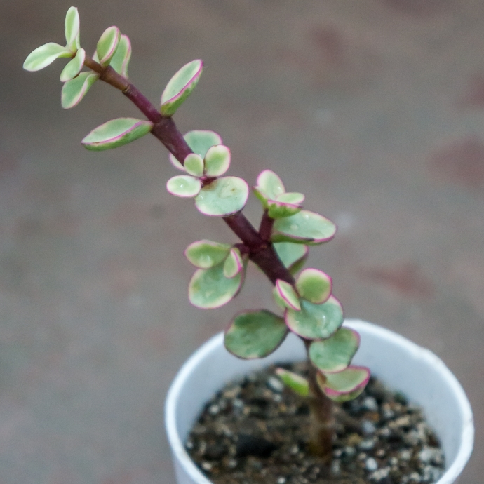 Plant image Portulacaria Afra 'Tricolour'.