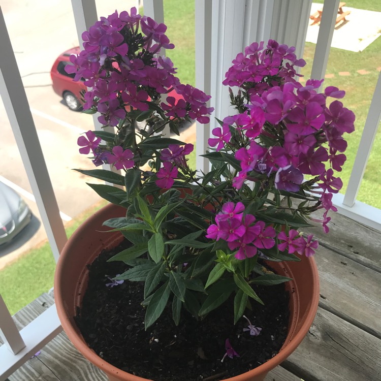 plant image 1098097
