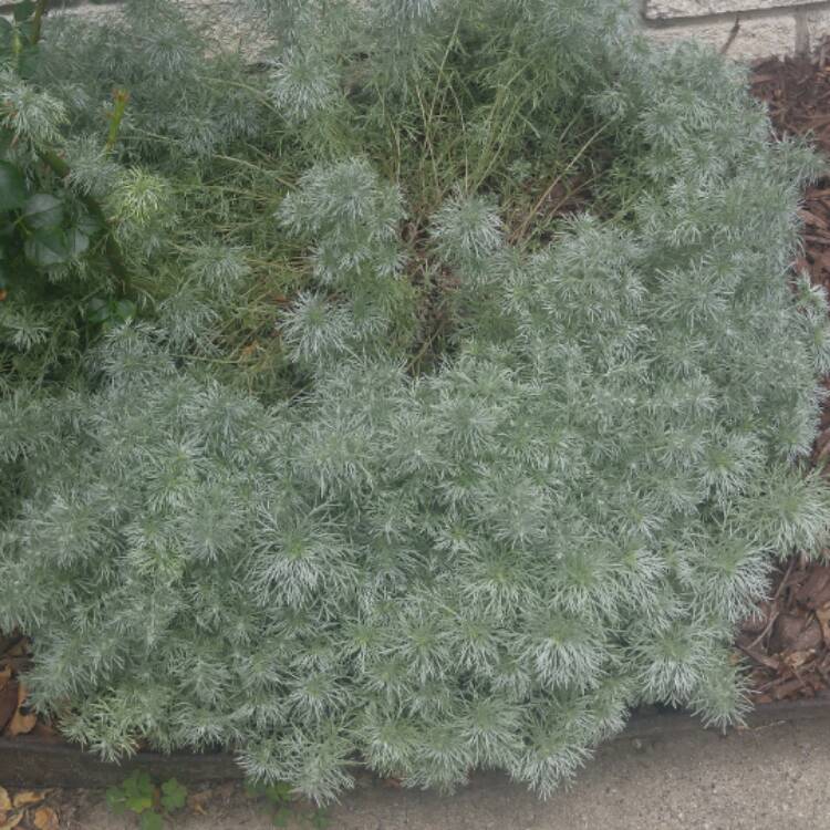 Plant image Artemisia schmidtiana 'Nana'
