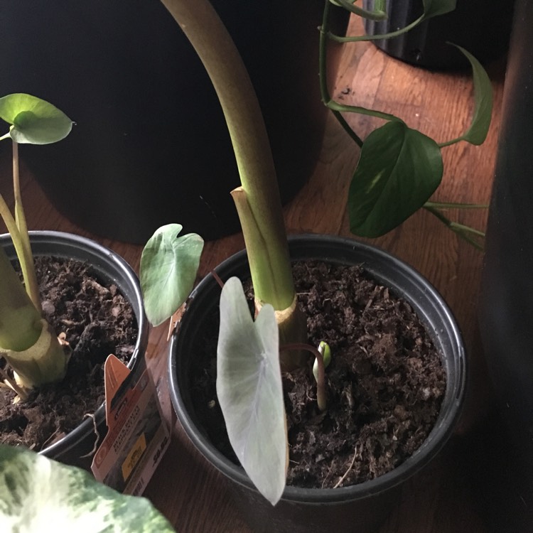 Plant image Colocasia esculenta 'Black Beauty'
