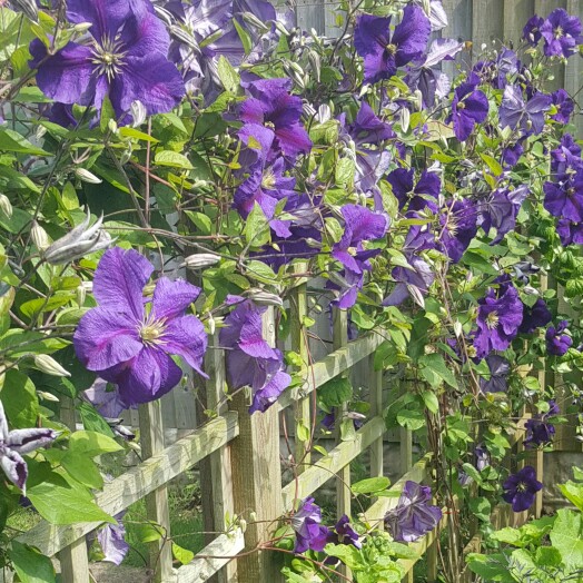 plant image 178546