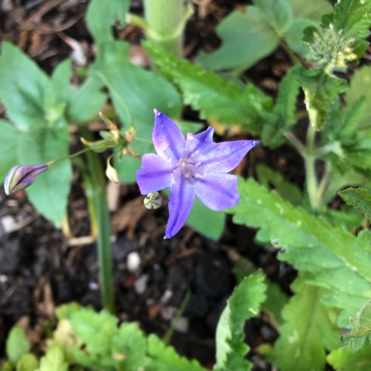 plant image 1514925