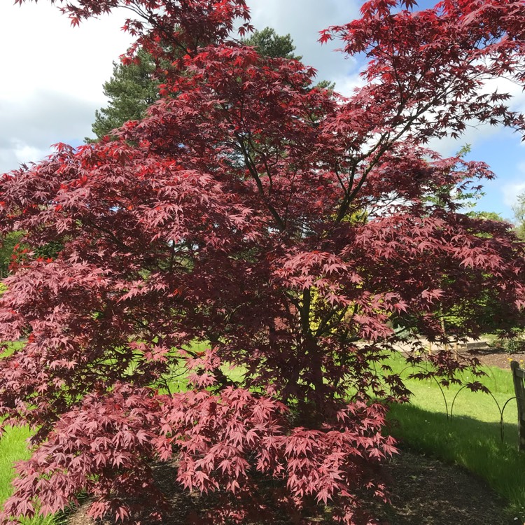 Plant image Acer Palmatum 'Beni-Maiko'