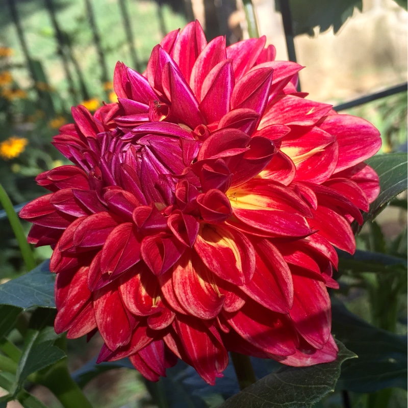 Plant image Dahlia 'All That Jazz'