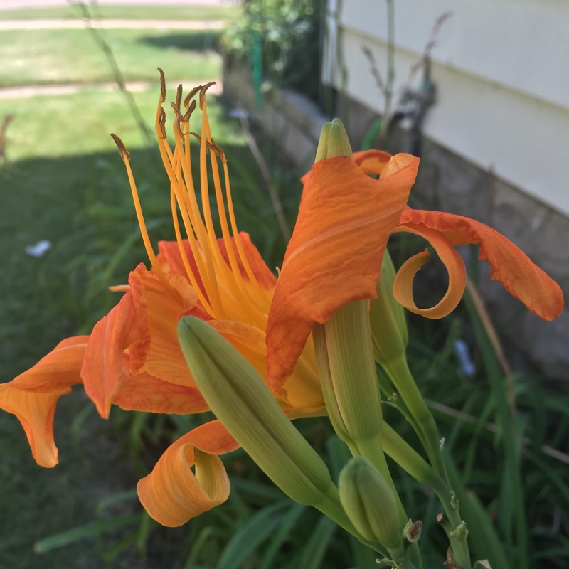 plant image 179492 plant image 179492