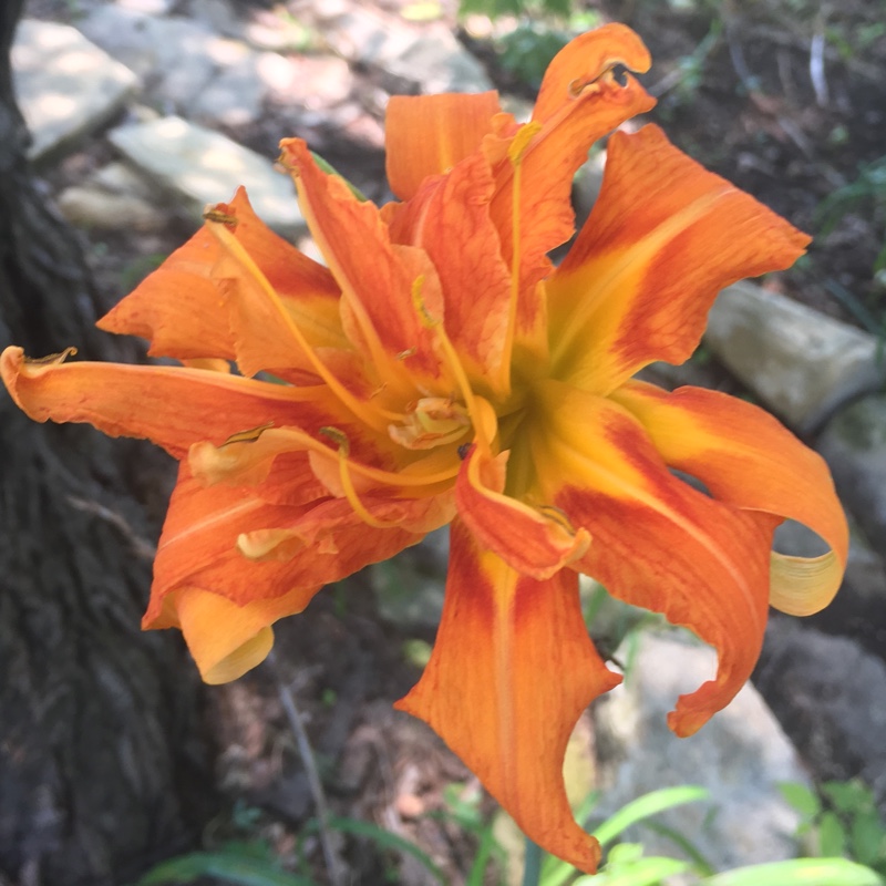 plant image 179495 plant image 179495