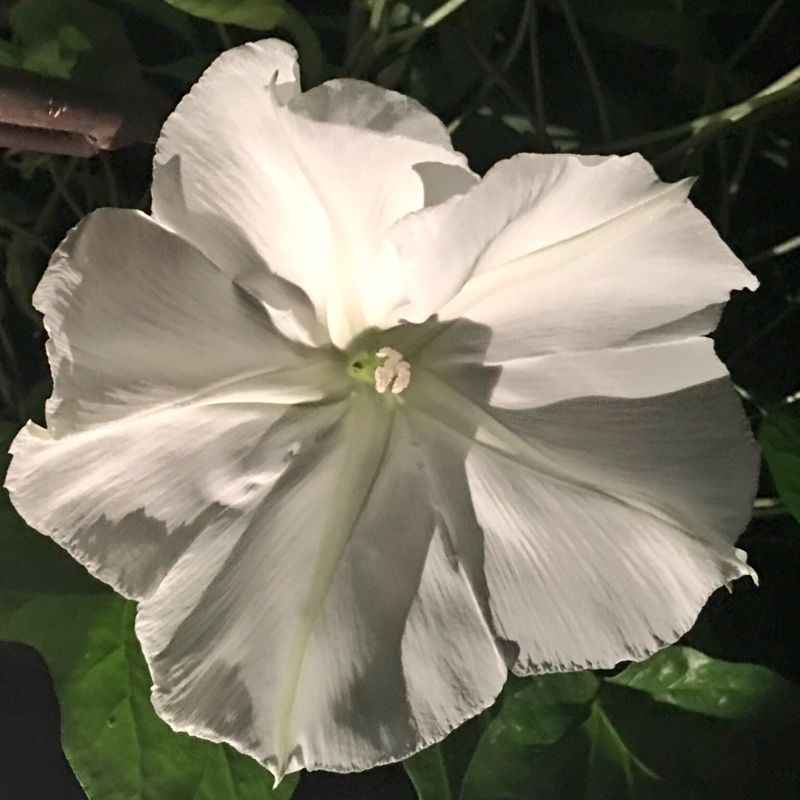 plant image 179514 plant image 179514