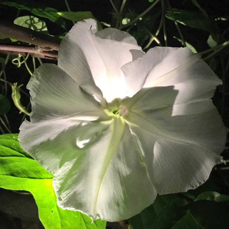 plant image 179522 plant image 179522