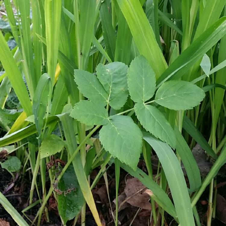 Plant image Aegopodium podagraria