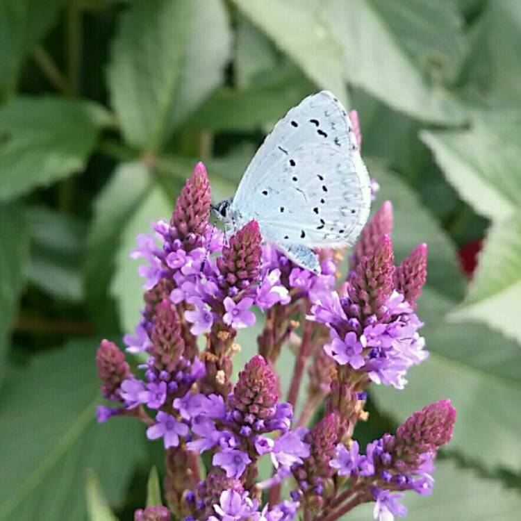 plant image 1133351