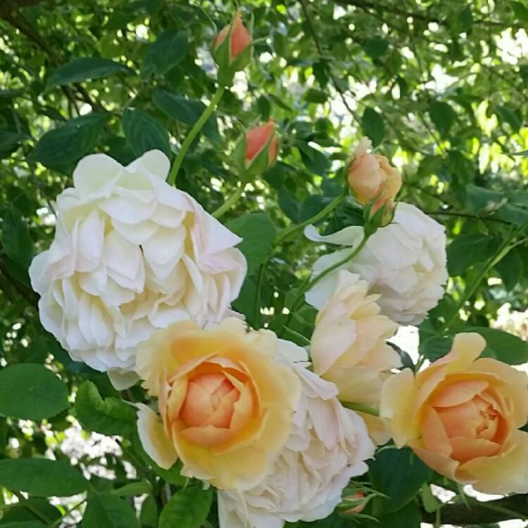 plant image 1133353