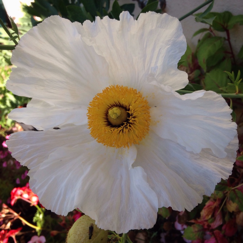 Romneya coulteri