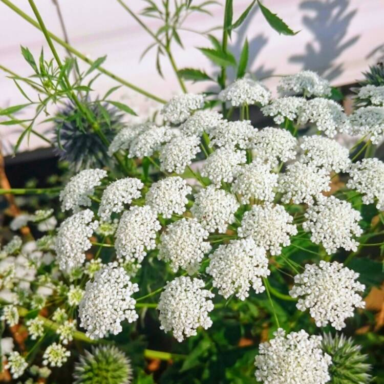 plant image 793740
