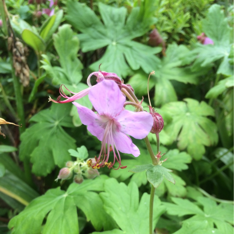 Plant image Geranium clarkei 'Kashmir Purple'