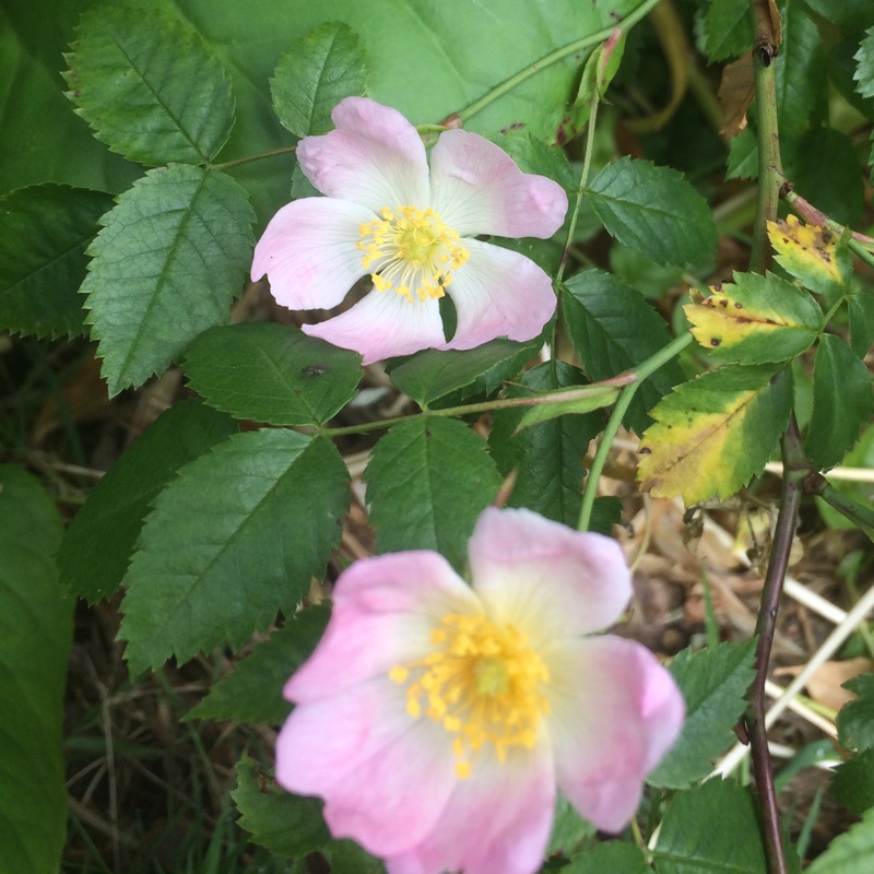 Rosa canina